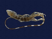 藏品(斯文豪氏攀蜥)的圖片